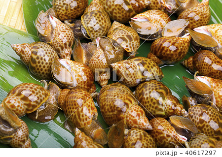 バイ貝　食材 40617297