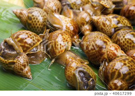 バイ貝　食材 40617299