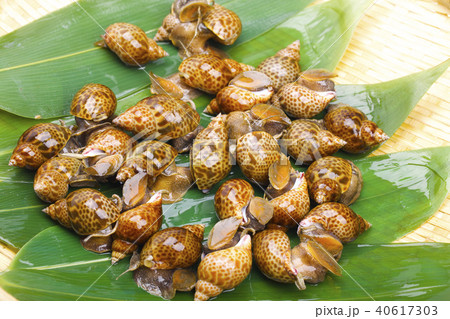 バイ貝　食材 40617303