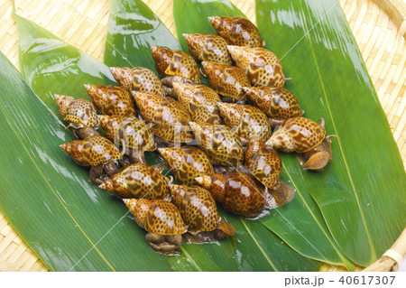 バイ貝 食材 バイ貝 食材 40617307