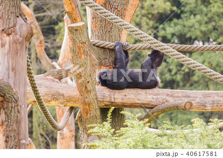 A chimpanzee on a wooden scaffold 40617581
