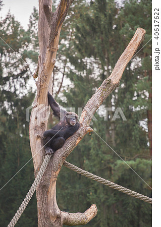 A chimpanzee on a wooden scaffold 40617622