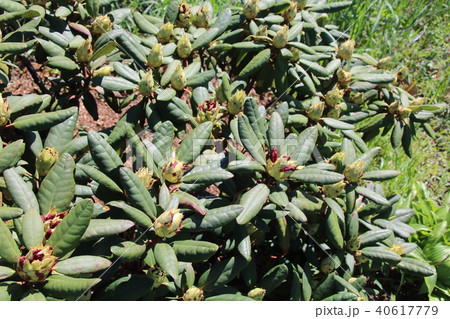 Buds of red rhododendron , azalea. Buds of red rhododendron , azalea. 40617779