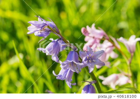 Purple Harebell Flowers, Campanula rotundifolia, closeup on green natural background, selective 40618100