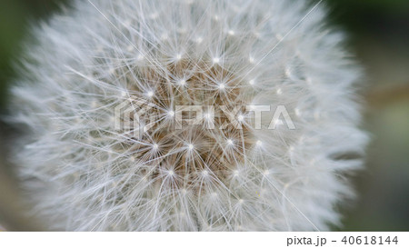 Dandelion closeup. as background. Dandelion closeup. as background. 40618144