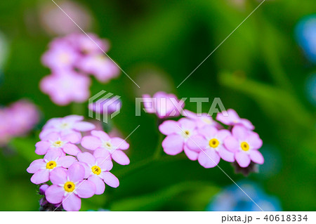 忘れな草 40618334
