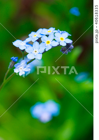 忘れな草 忘れな草 40618335