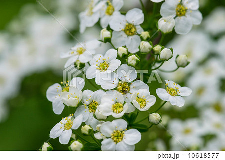 Water hemlock Conium maculatum flowers 40618577