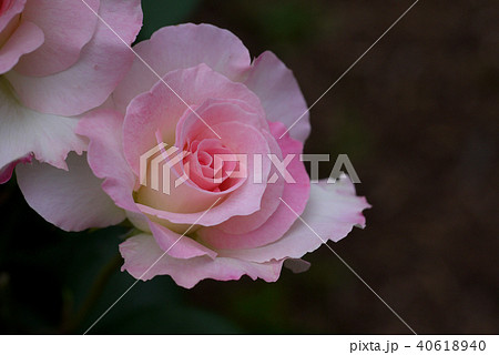 白とピンクの綺麗な薔薇の花 白とピンクの綺麗な薔薇の花 40618940