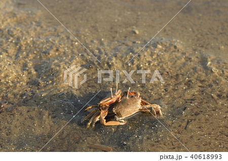 フタバオサガニのにらみ合い フタバオサガニのにらみ合い 40618993