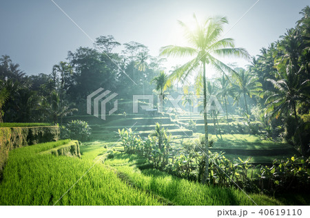 Tegalalang rice terrace, Bali, Indonesia 40619110