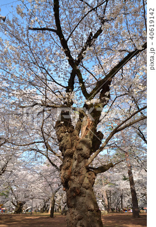 大宮公園散歩:自由広場の桜の古木 大宮公園散歩:自由広場の桜の古木 40619142