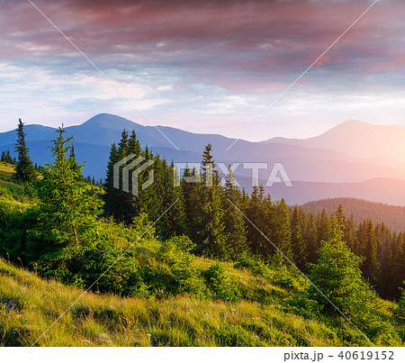 Pine tree forest. Beauty world. Carpathians Ukraine Europe 40619152