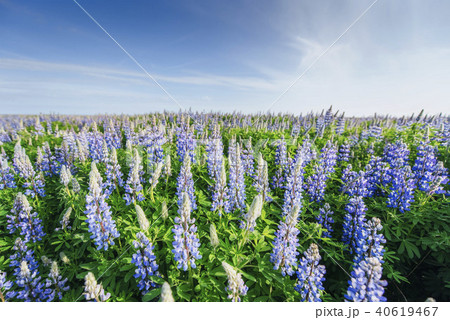 Wild blue lupinus blooming in high grass at summer 40619467