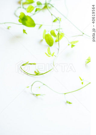 アケビの新芽 アケビの新芽 40619564