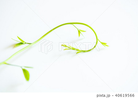 アケビの新芽 40619566