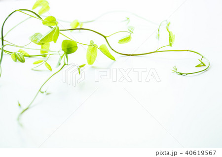 アケビの新芽 40619567