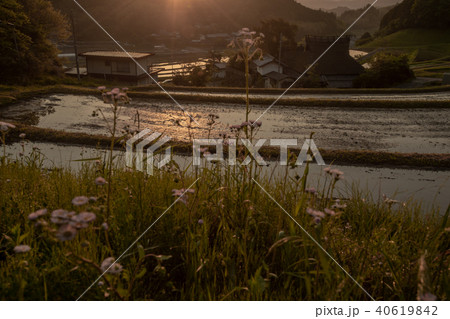 大阪府能勢町長谷で早朝撮影した棚田 40619842