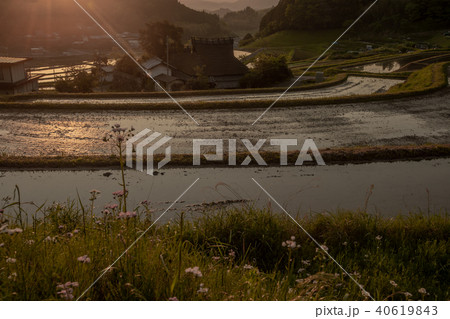 大阪府能勢町長谷で早朝撮影した棚田 大阪府能勢町長谷で早朝撮影した棚田 40619843
