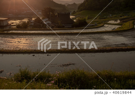 大阪府能勢町長谷で早朝撮影した棚田 40619844