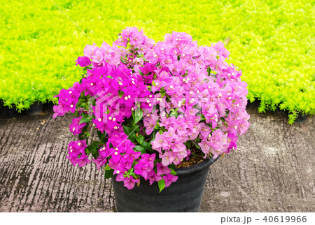 booming of pink Bougainvillea in a flower pot 40619966