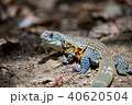 Iguana walking in the forest. 40620504