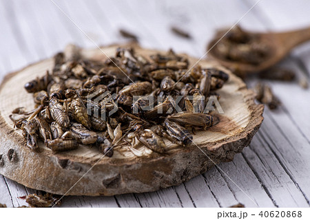 edible fried crickets 40620868