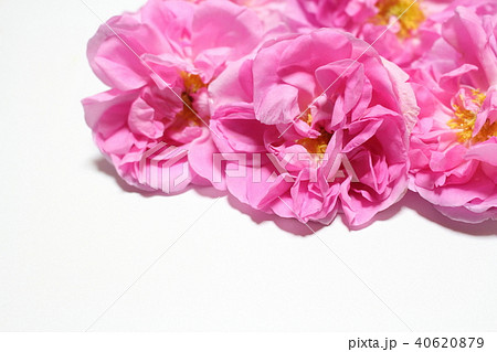 ダマスクローズ 40620879