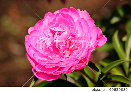 濃いピンク色の花びらの芍薬 ルーズベルト の写真素材 4066