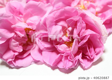 ダマスクローズ 40620887