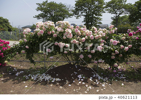 荒尾市　おもやい市民花壇　バラの花、 40621113