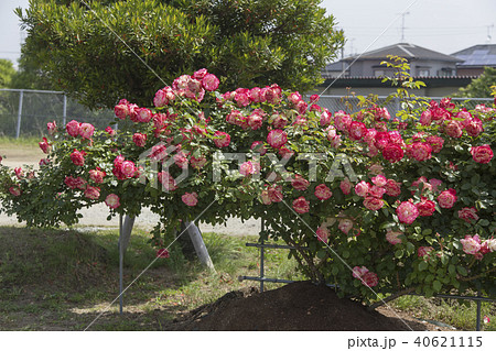 荒尾市　おもやい市民花壇　バラの花、 40621115