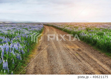 Wild blue lupine blooming in tall grass in summer Wild blue lupine blooming in tall grass in summer 40621175