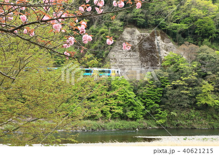 水郡線「八重桜咲く頃の風景」 水郡線「八重桜咲く頃の風景」 40621215