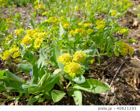 シチリアのトウダイグサ 40621293