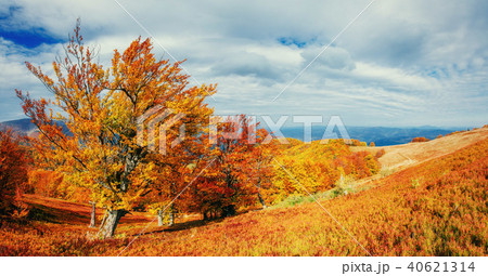 Autumn Landscape with a tree, colorful season, falling leaves 40621314