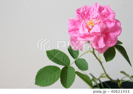 ダマスクローズ 40621433