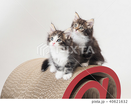 ノルウェージァンフォレストキャットの子猫 ノルウェージァンフォレストキャットの子猫 40621632