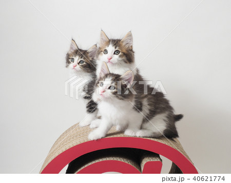 ノルウェージァンフォレストキャットの子猫 40621774