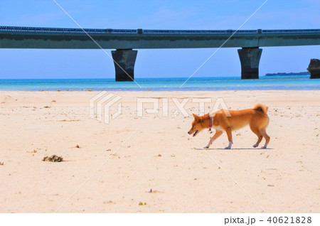 宮古島の海と犬 40621828