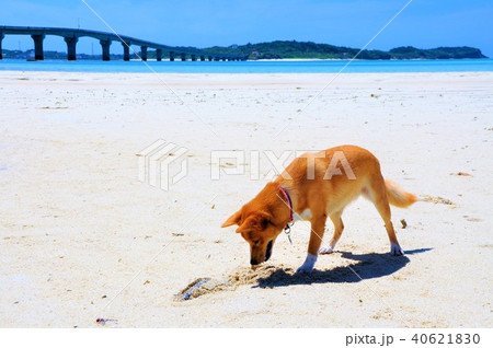 宮古島の海と犬 40621830