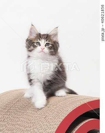 ノルウェージァンフォレストキャットの子猫 ノルウェージァンフォレストキャットの子猫 40621856