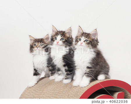 ノルウェージァンフォレストキャットの3匹の子猫 40622036