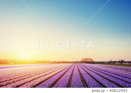 Sunset over fields of daffodils. Holland Sunset over fields of daffodils. Holland 40622091