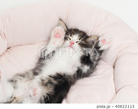 お腹を見せて眠るノルウェージャンフォレストキャットの仔猫の写真素材