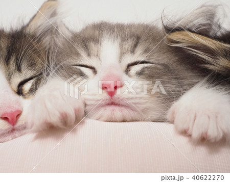 眠るノルウェージャンフォレストキャットの仔猫 40622270