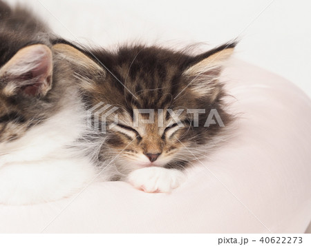 眠るノルウェージャンフォレストキャットの仔猫 40622273