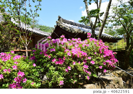 長谷寺 長谷寺 40622591