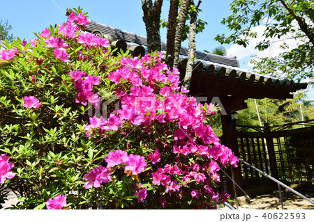 長谷寺 40622593