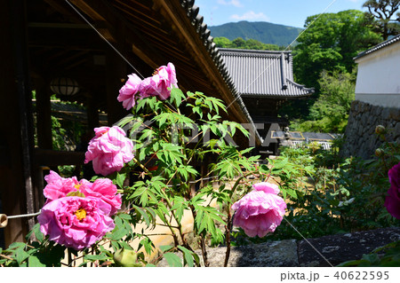 長谷寺 40622595